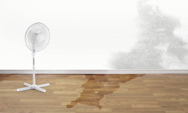 Best Water damage cleanup near me  in Manning, SC